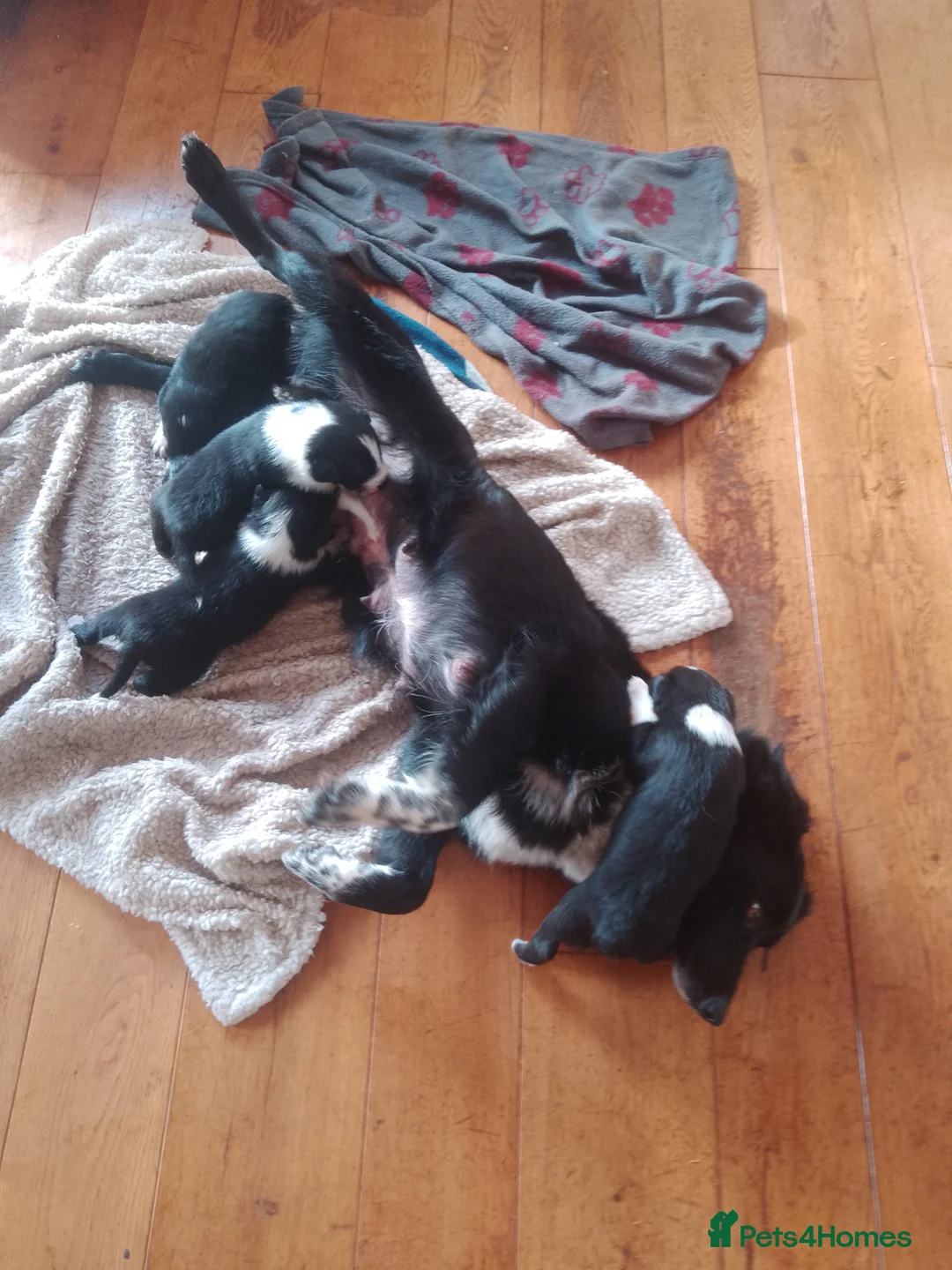 Border Collie dogs for sale: Beautiful Collie pups  - Advert 5
