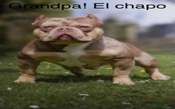 American Bully dogs for sale: ABKC Pocket Bully pups for sale!  - Image 14