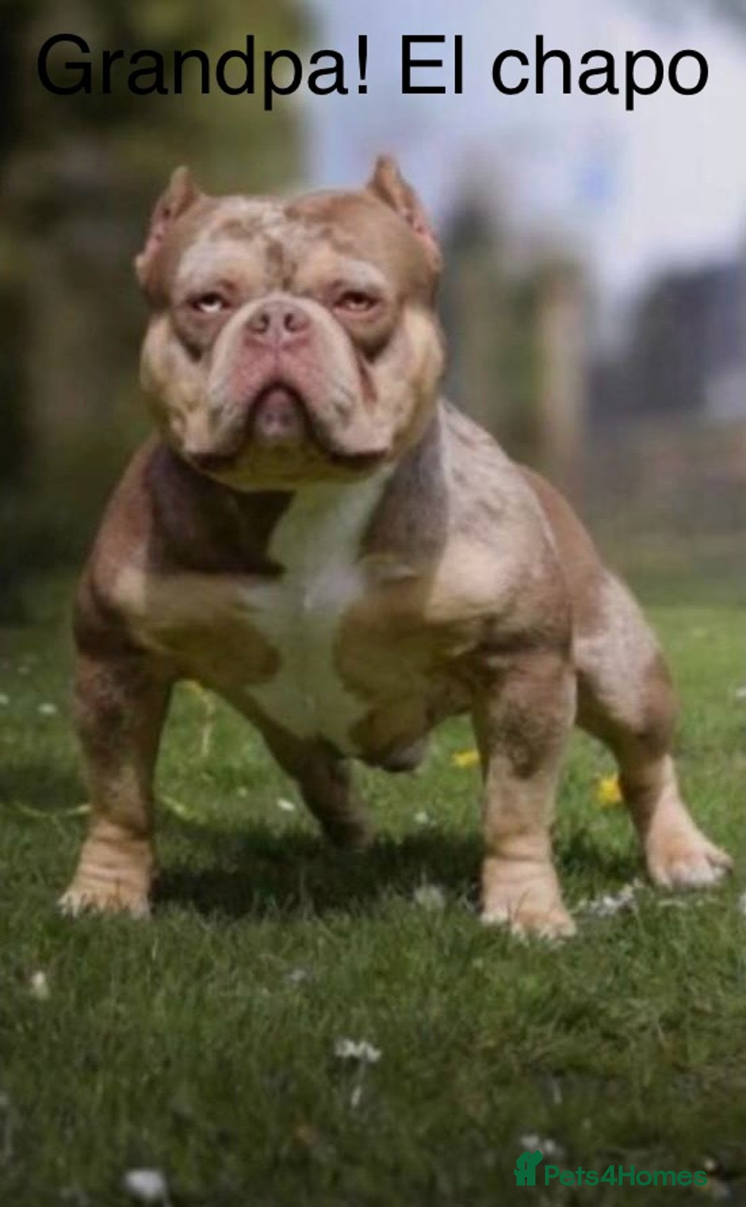 American Bully dogs for sale: ABKC Pocket Bully pups for sale!  - Image 14