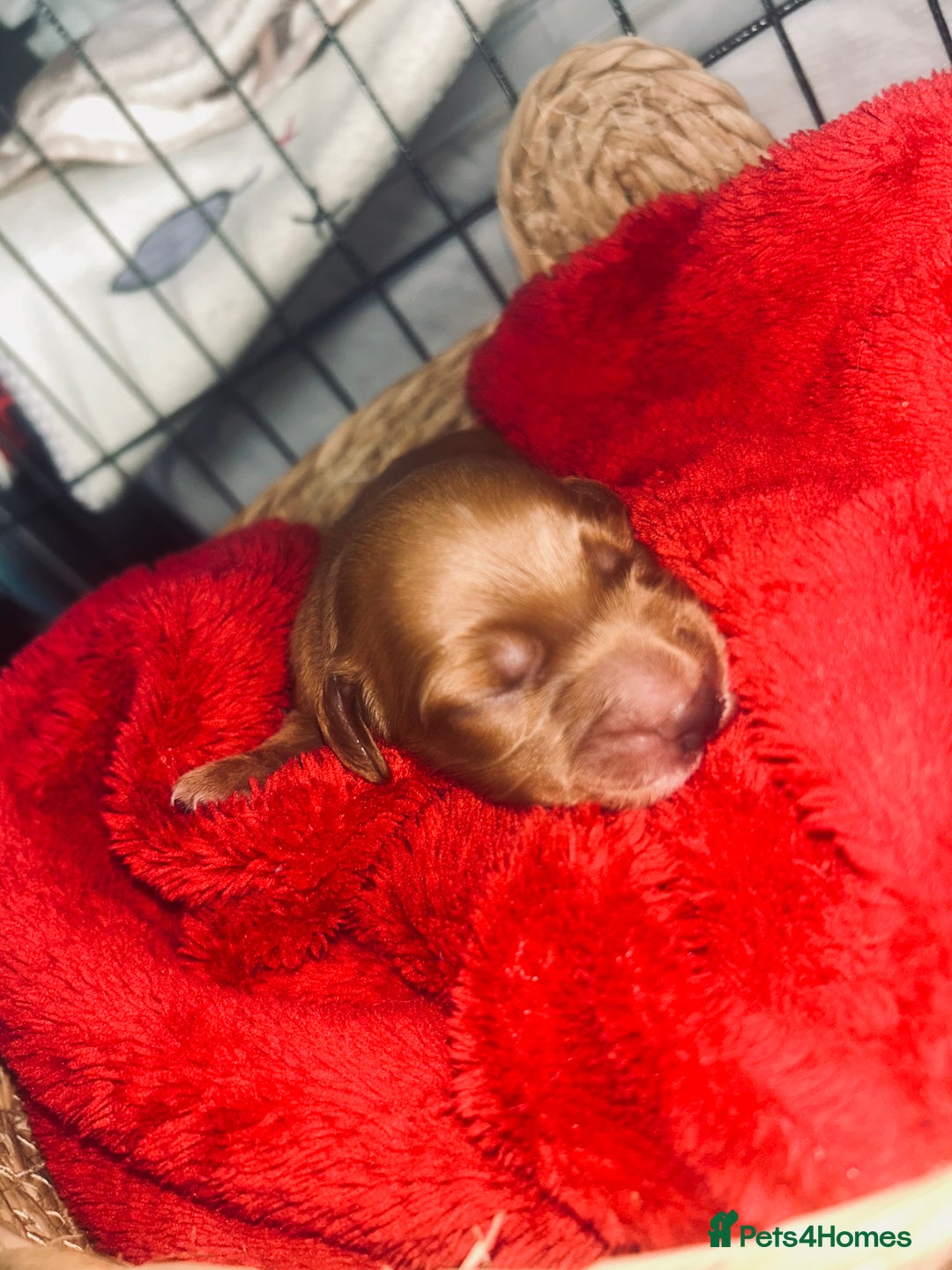 Cocker Spaniel dogs for sale: Cocker spaniel pups for sale  - Advert 11