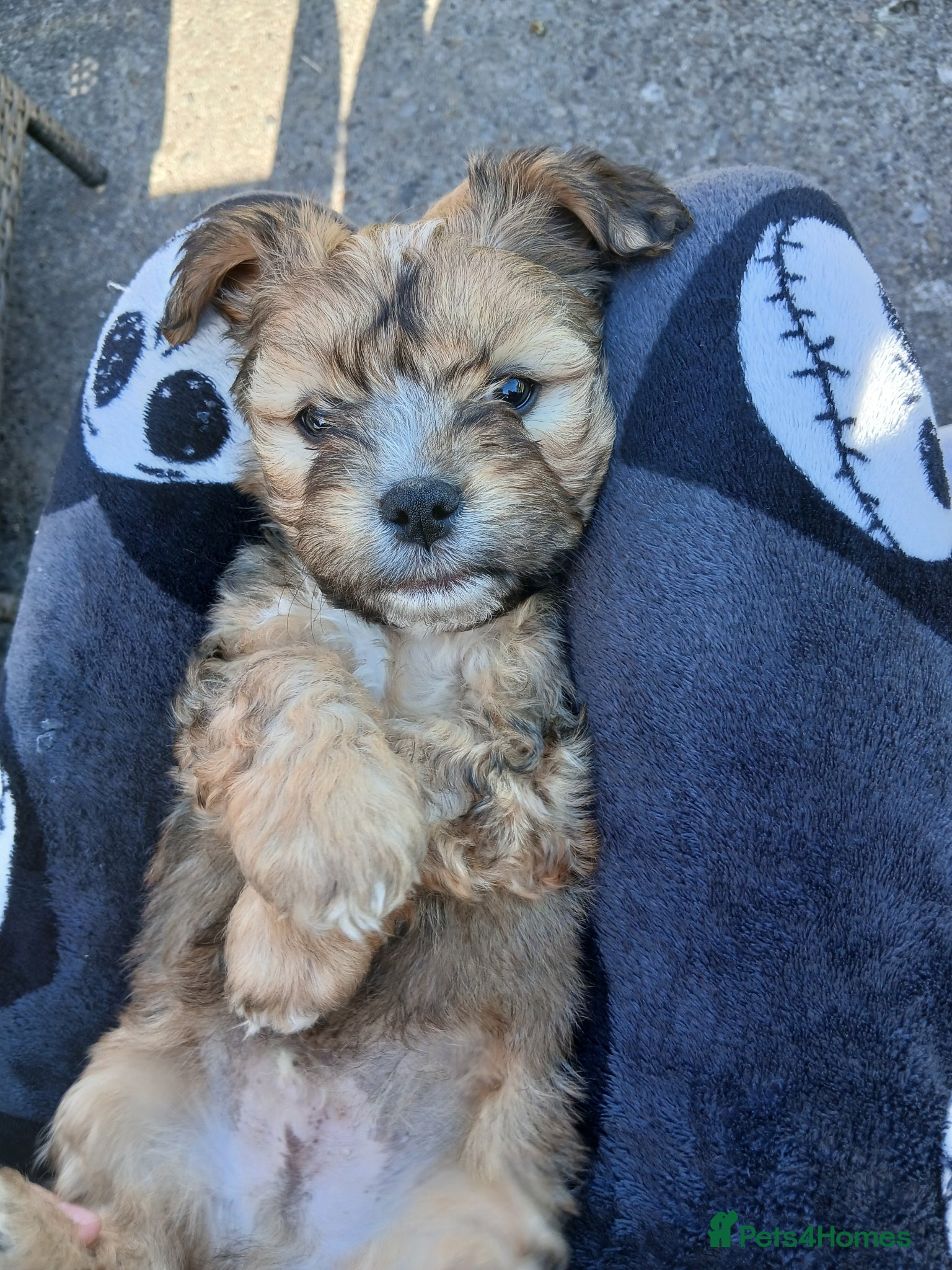 Mixed Breed dogs Cocker spaniel cross puppies - Advert 2