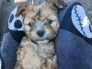 Mixed Breed dogs Cocker spaniel cross puppies - Advert 2