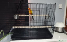 Conures birds for sale: Sun Conure Male  - Image 6