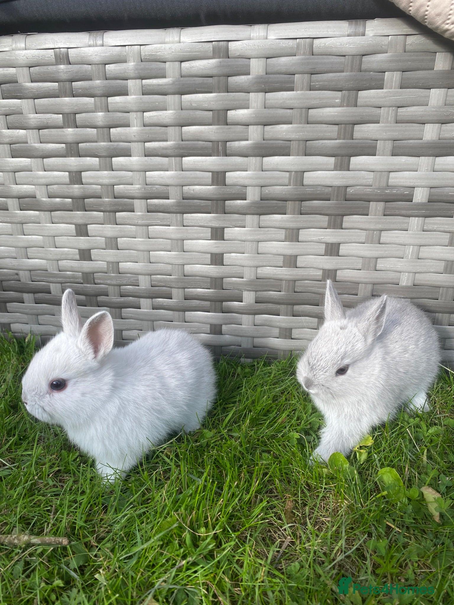 Netherland Dwarf rabbits  Purebred Netherland Dwarf  - Advert 2