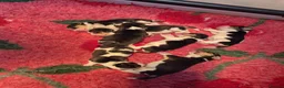 Beagle dogs for sale: Stunning litter kc reg Beagle puppies - Advert 8