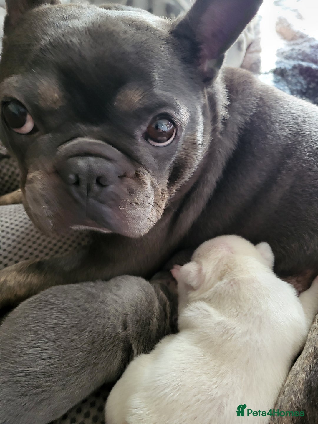 French Bulldog dogs for sale: Female White french bulldog - Image 19