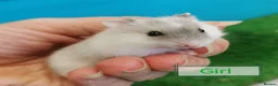 Hamster rodents for sale: Baby Winter white dwarf hamsters  - Advert 8