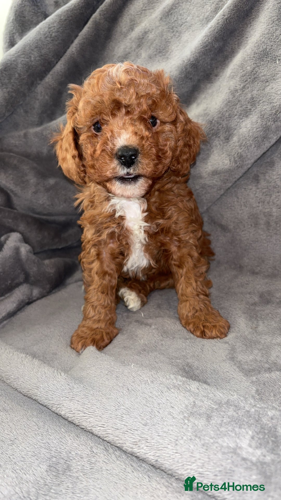 Cavapoo dogs for sale: Cavapoo F1B LAST GIRL AVAILABLE ♥️ - Advert 15