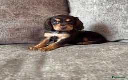 Cocker Spaniel dogs for sale: COCKER SPANIEL PUPPIES - Image 16