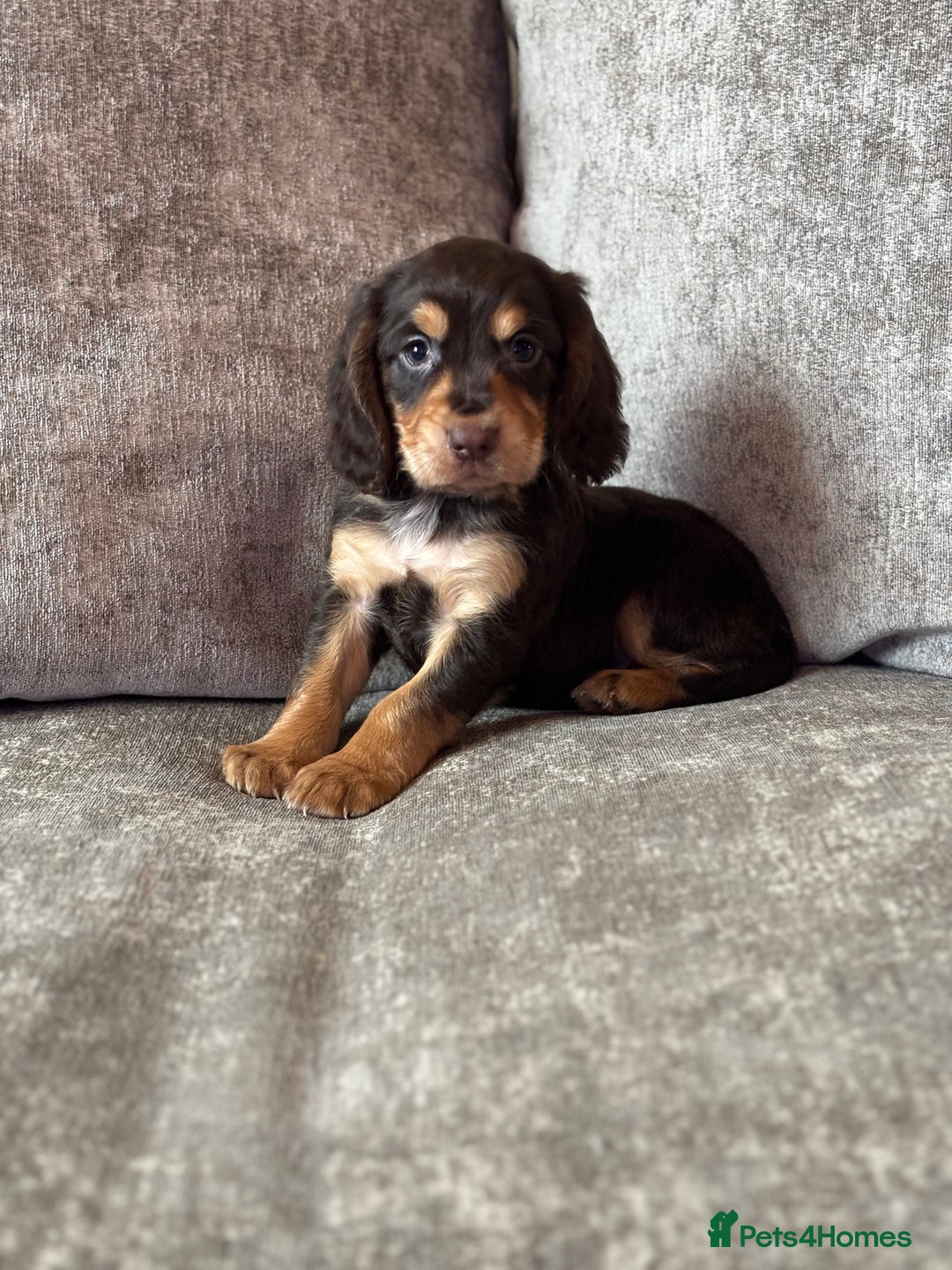 Cocker Spaniel dogs for sale: COCKER SPANIEL PUPPIES - Image 16