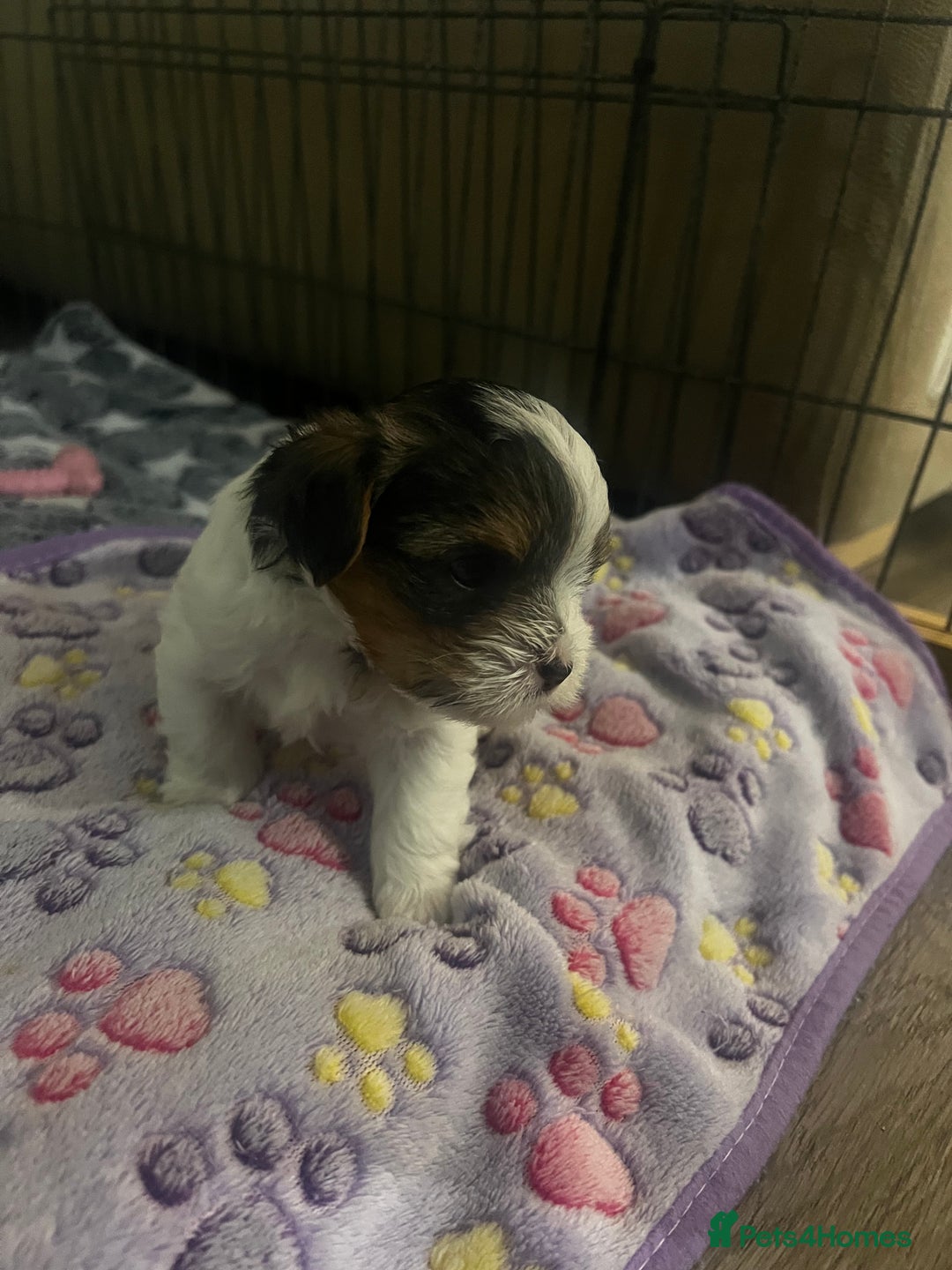 Yorkshire Terrier dogs for sale: Mini Yorkie looking for a new home  - Advert 5