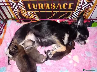 Chihuahua dogs Beautiful Girl in Leamington Spa - Advert 6