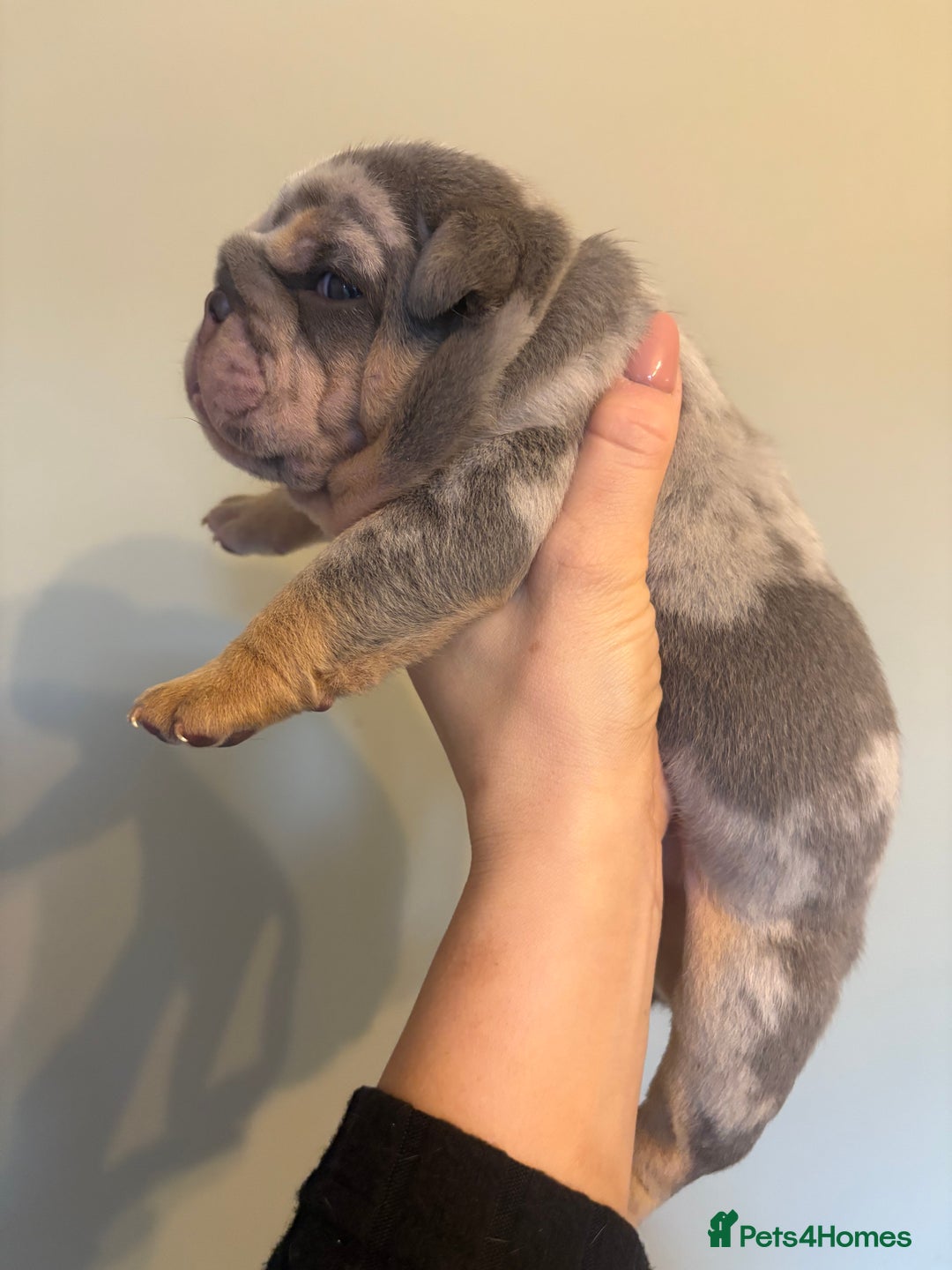 English Bulldog dogs for sale: KC Registered English Bulldogs - Image 9