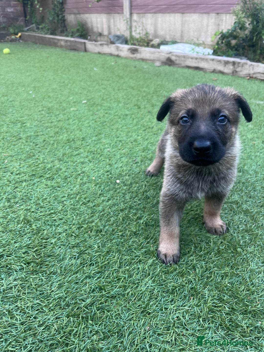 German Shepherd dogs for sale: gorgeous kc reg working blood line German Shepard  - Image 19