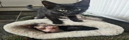 Sphynx cats for sale: Sphynx cross - Advert 7