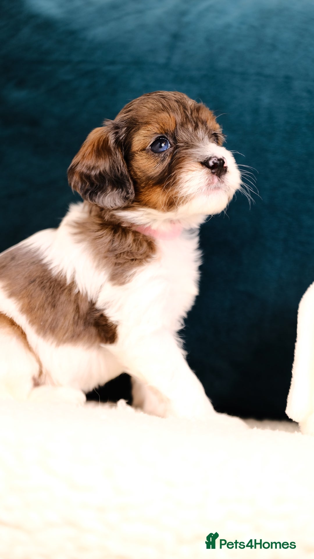 Mixed Breed dogs for sale: 8 UNIQUE Spaniel x Poodle Puppies - Image 22