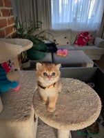 Scottish Fold cats 🥰 Tica register Scottish fold kittens😻 - Advert 2