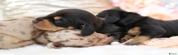 Miniature Dachshund dogs for sale: KC Miniature Dachshund Puppies - Advert 8