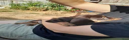 Miniature Dachshund dogs for sale: Miniature wire haired dachshunds - Advert 7