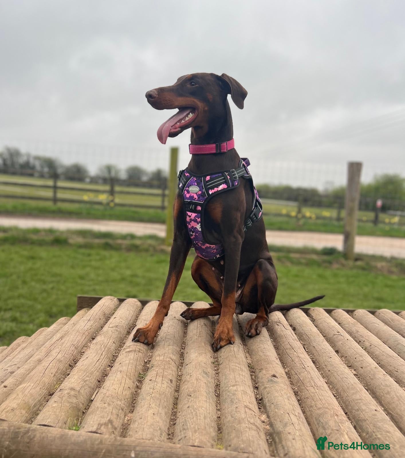 Dobermann dogs Litter of 9 beautiful Doberman puppies - Advert 2