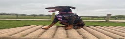Dobermann dogs for sale: Litter of 9 beautiful Doberman puppies - Advert 1