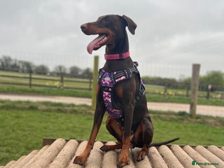 Dobermann dogs Litter of 9 beautiful Doberman puppies - Advert 2