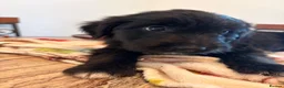 Mixed Breed dogs for sale: Bordoodles ready for there forever homes. - Advert 11