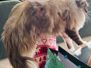 Ragdoll cats - Advert 5