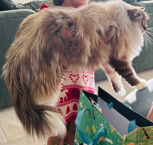 Ragdoll cats - Advert 6