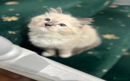 Ragdoll cats for sale: Meet Special joy - Image 16