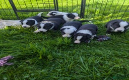 Border Collie dogs for sale: Border Collie Puppies - Image 6