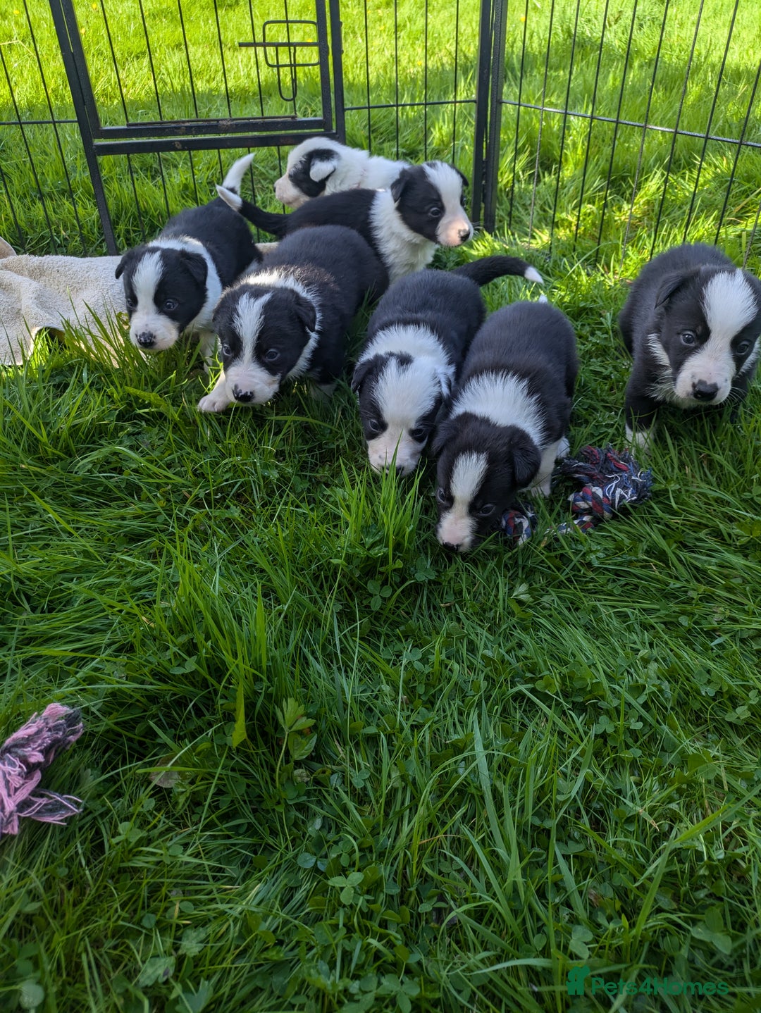 Border Collie dogs for sale: Border Collie Puppies - Image 6