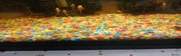 Plecos fish for sale: Albino bristlenose pleco - Advert 4