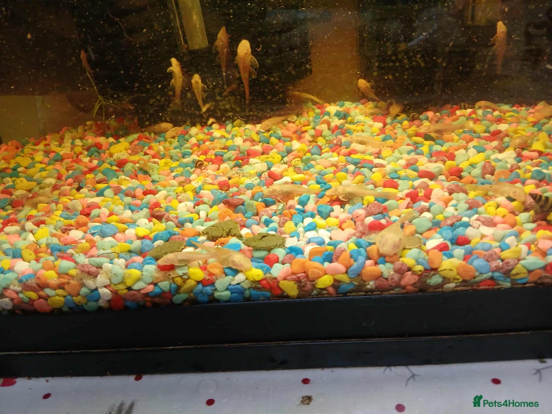 Plecos fish for sale: Albino bristlenose pleco - Advert 4