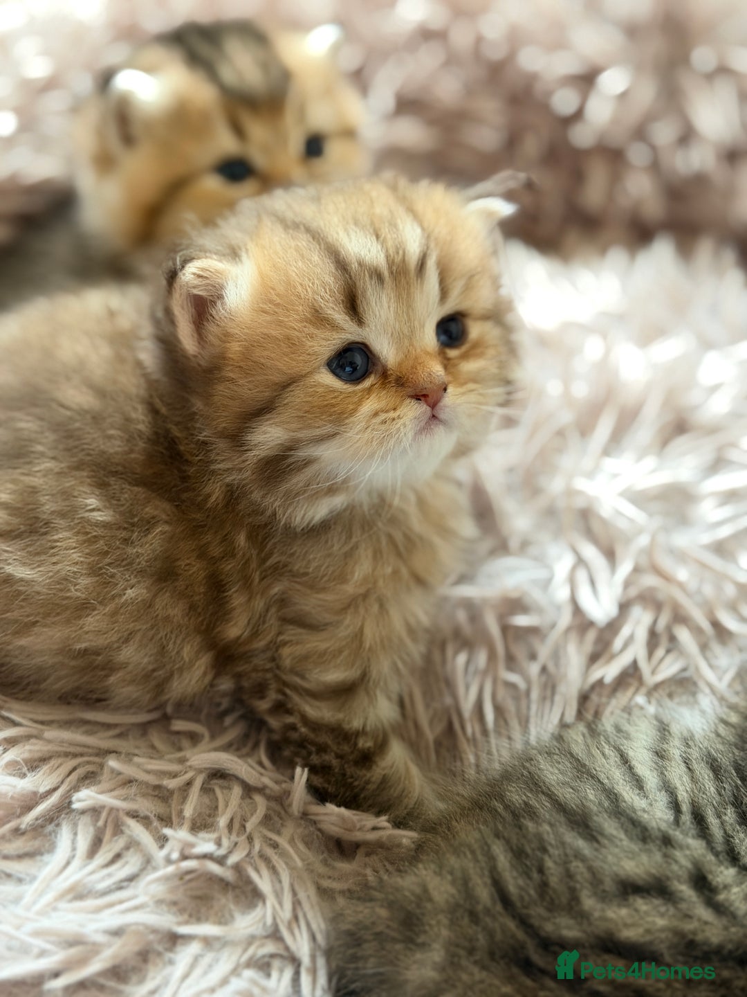 British Shorthair cats for sale: Beautiful British Shorthair Kittens – 5 Available - Advert 10