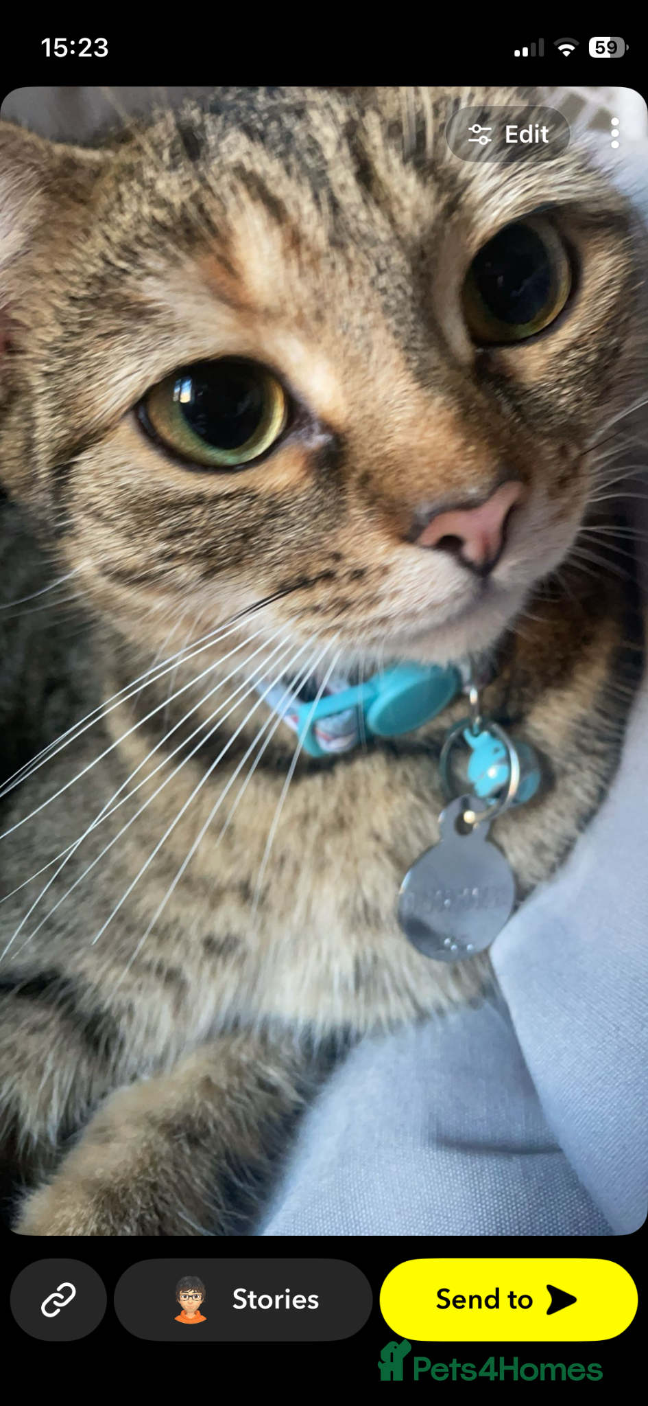 Domestic Shorthair cats Loki - 3 year old Domestic Shorthair - Advert 10