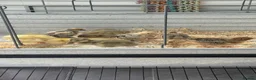 Mixed Breed poultry for sale: Beautiful Runner Duckling Chicks & Bantam Chicks in Bridgwater - Advert 6