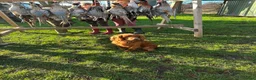 Cocker Spaniel dogs for sale: Working cocker spaniel puppies - Advert 3