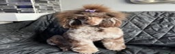 Poodle dogs for stud: EXTENSIVELY DNA HEALTH TESTED BROWN MERLE STUD in Hoddesdon - Advert 10
