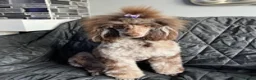 Poodle dogs for stud: EXTENSIVELY DNA HEALTH TESTED BROWN MERLE STUD - Advert 10