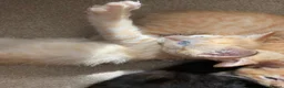 Mixed Breed cats for sale: Little best friends - Advert 4