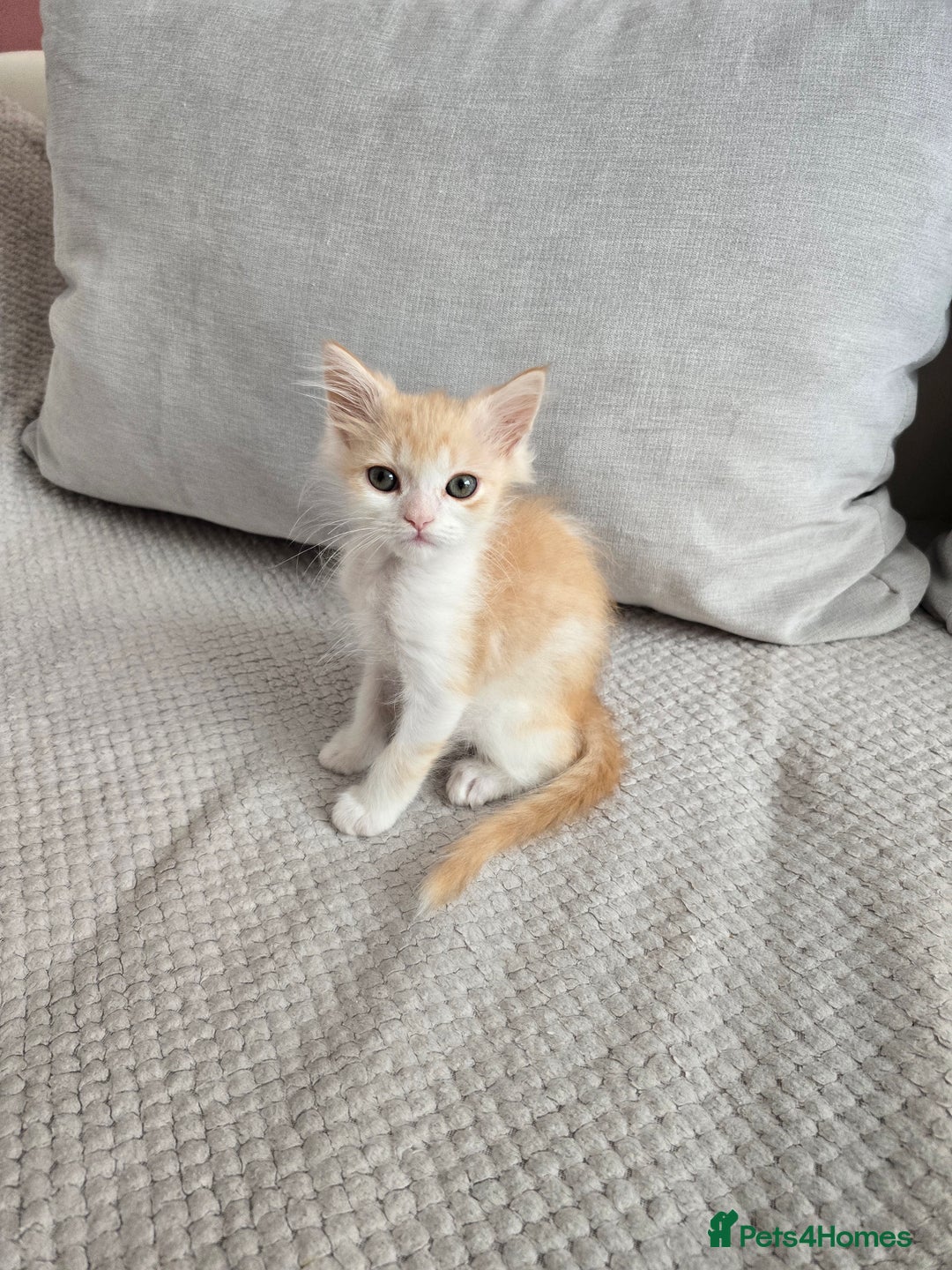 Scottish Fold cats for sale: Scottish Straight purebred kittens  - Image 9