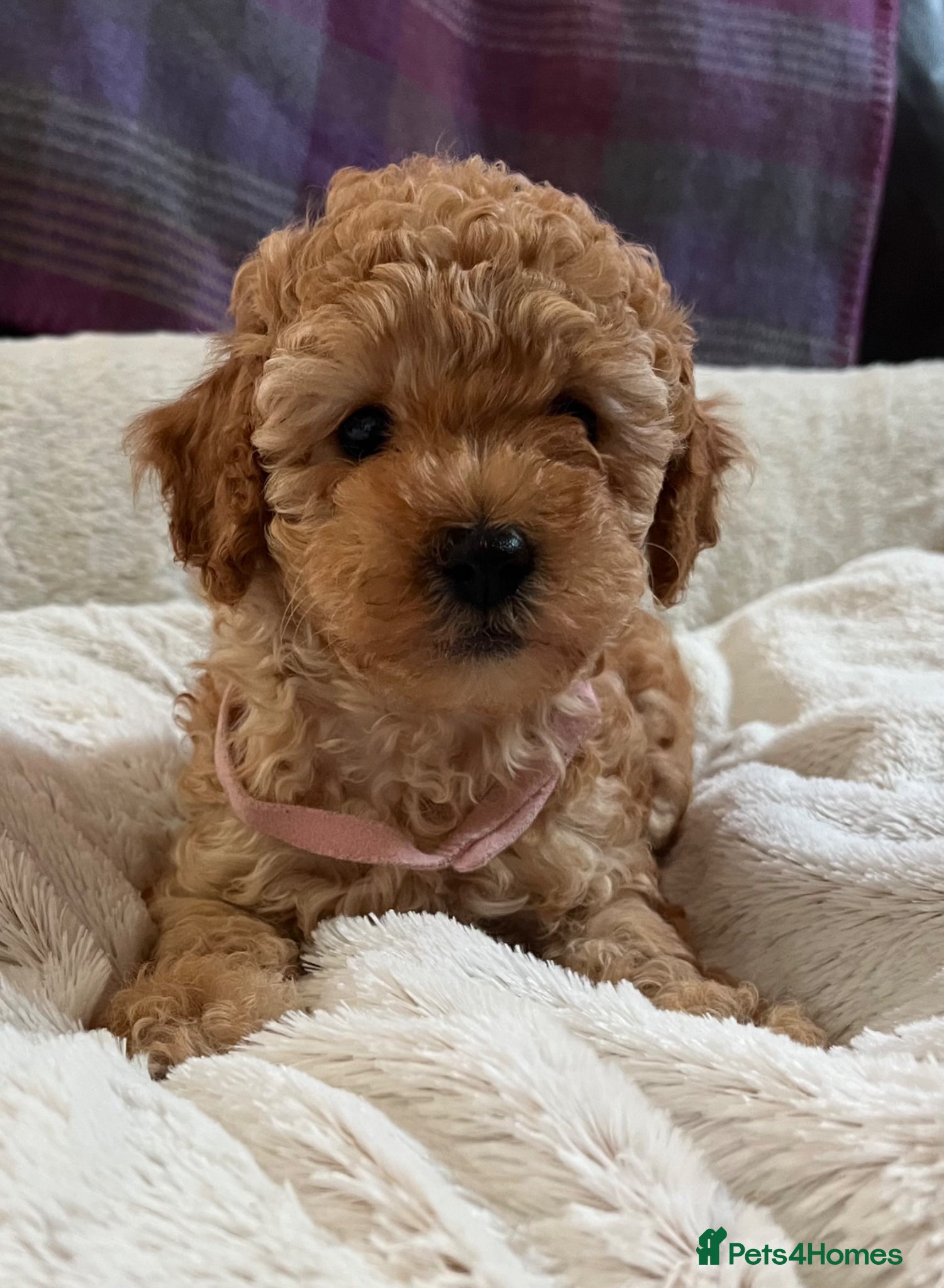 Cavapoochon dogs Cavapoochon puppies  - Advert 2