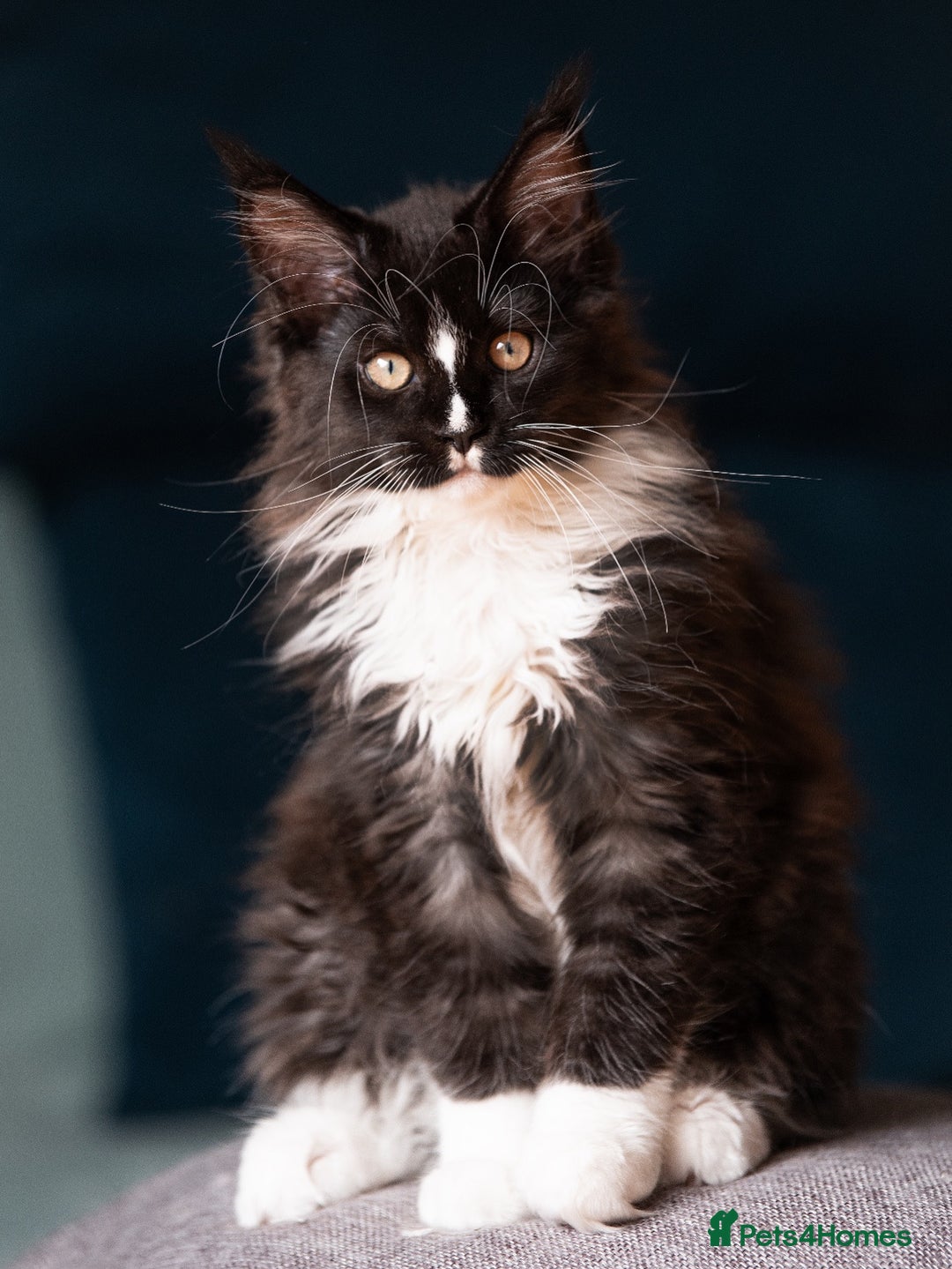 Gallery Image {{count}}