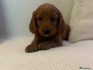 Cockapoo dogs 1 Golden Cockapoo girl left 🐶 - Advert 1