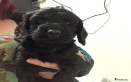 Cockapoo dogs for sale: F1 cockapoo puppies registered breeder - Image 17
