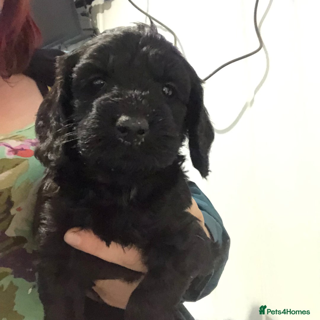 Cockapoo dogs for sale: F1 cockapoo puppies registered breeder - Image 17