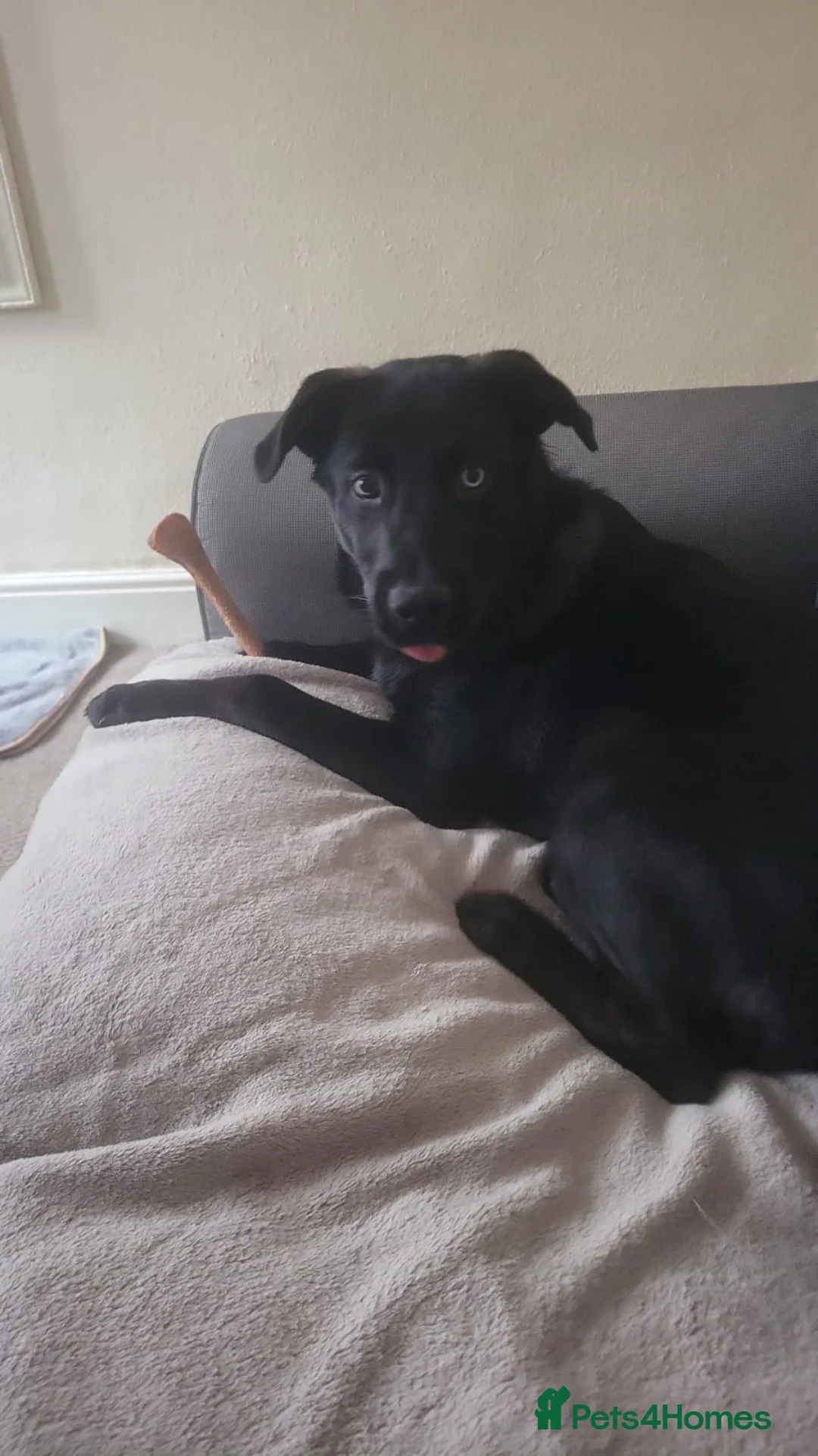 Mixed Breed dogs for sale: Buster  in Skegness - Advert 1