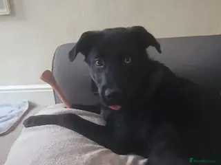 Mixed Breed dogs Buster - Advert 10