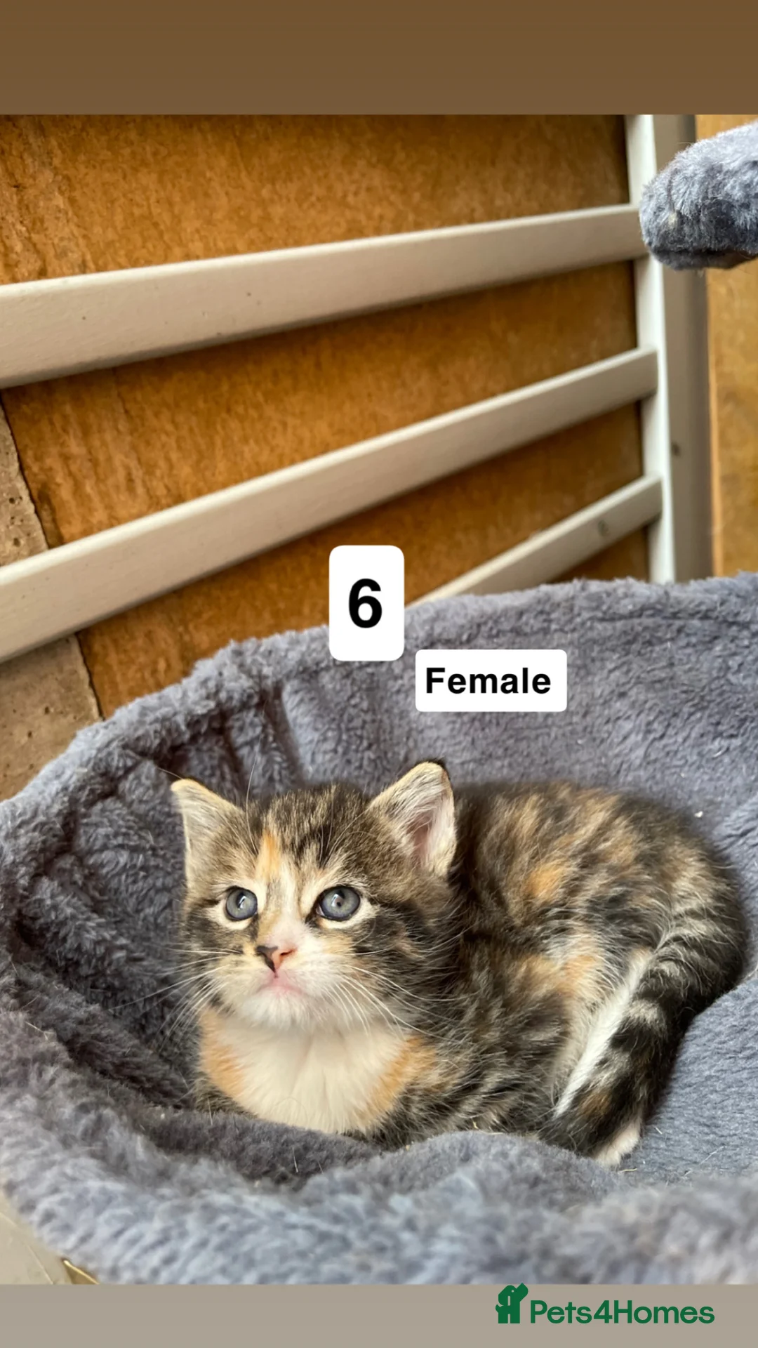 Mixed Breed cats for sale: 5 kittens looking for a loving home  in Birmingham - Advert 6
